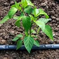 Irrigation Pipe with Flat Dripper