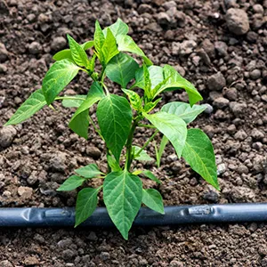 Product Applications